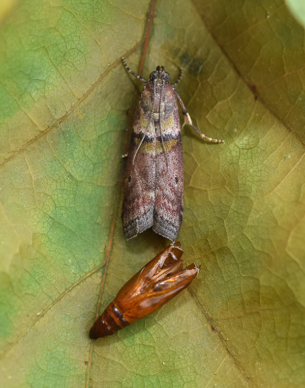 Acrobasis.... Acrobasis sodalella, Pyralidae